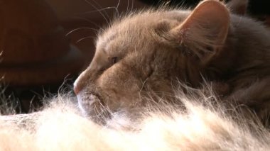 kedi dinlenme