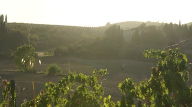 Tuscan bağ .
