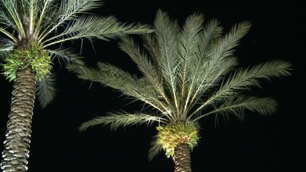 Palm bomen nacht links — Stockvideo