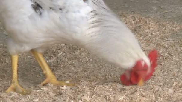 Цыпленок клюет землю — стоковое видео