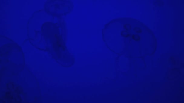 Meduse galleggianti in acqua blu brillante — Video Stock