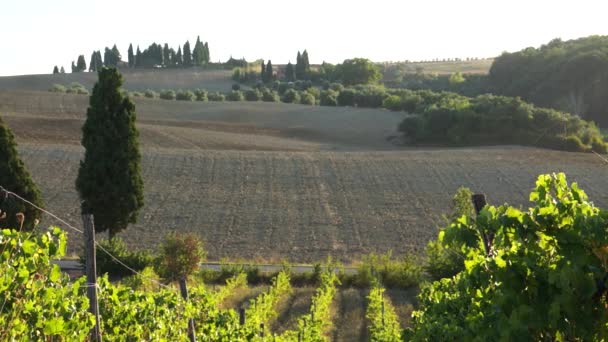 Tuscan bağ . — Stok video