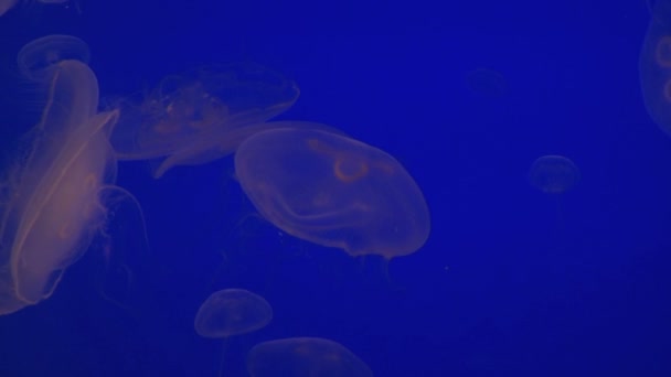 Medusas flotando en agua azul brillante — Vídeo de stock