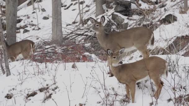 Ciervos en el bosque de invierno — Vídeo de stock