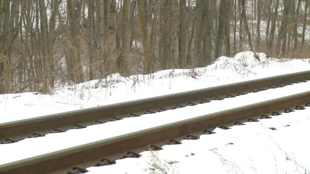 Passeios de trem na floresta de inverno — Vídeo de Stock