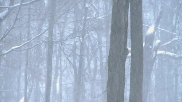 Boschi di tempesta invernale 6 6 — Video Stock