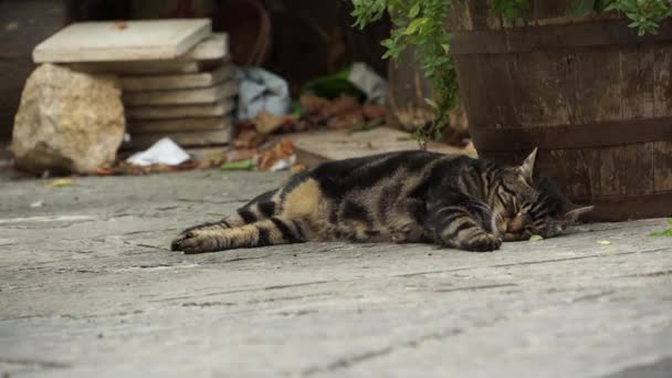 Кошка отдыхает в аллее — стоковое видео