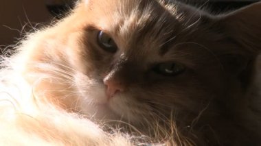 kedi dinlenme