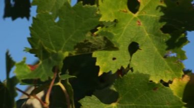 İtalya Toskana üzüm bağları