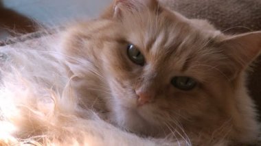 kedi dinlenme