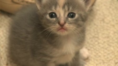 genç yavru kedi