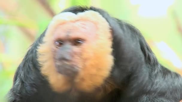 Soluk yüzlü Saki maymunlar — Stok video