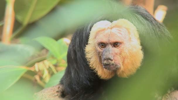 Pale-faced Saki apen — Stockvideo