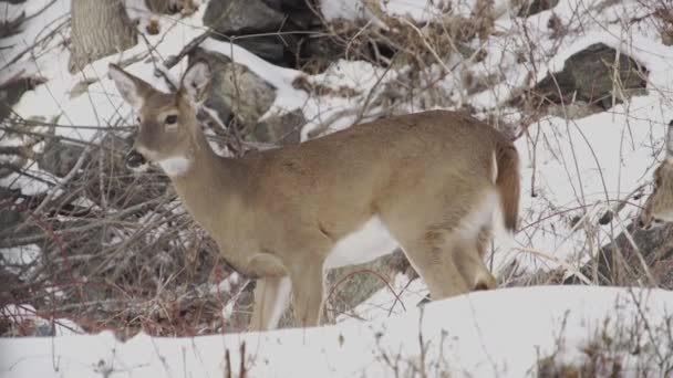 Rehe im Winterwald — Stockvideo