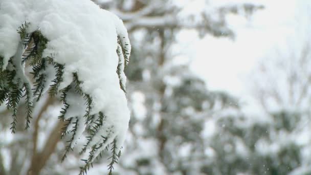 Nevicate durante una tempesta — Video Stock