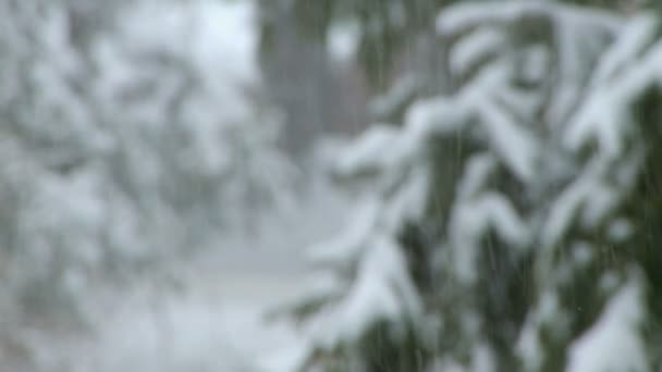 嵐の中に降雪 — ストック動画