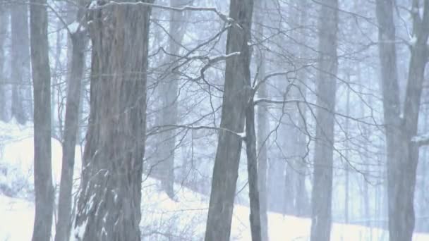 Zimowe burza lesie 4 6 — Wideo stockowe