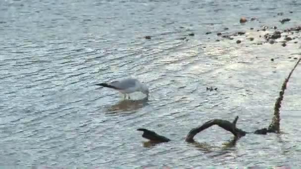 Seagull wading around low tide — Stock Video
