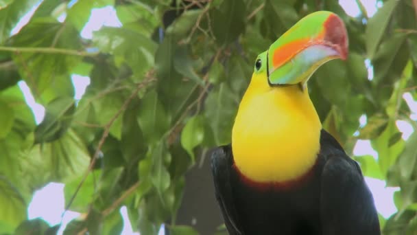 Toucan uppflugna på en gren — Stockvideo