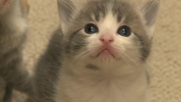 Young kittens — Stock Video