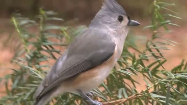 Pájaro aterriza en la rama — Vídeo de stock