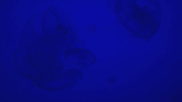 Медузы плавают в блестящей голубой воде — стоковое видео