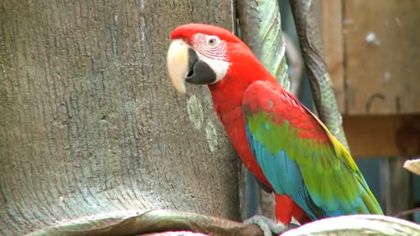 Guacamayo rojo — Vídeo de stock