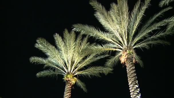 Palm träd natten rätt — Stockvideo