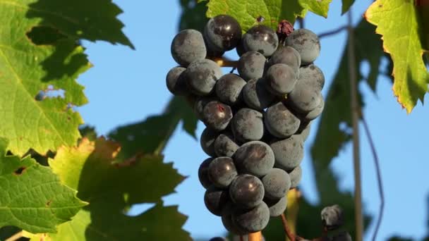 Tuscan Vineyards di Italia — Stok Video