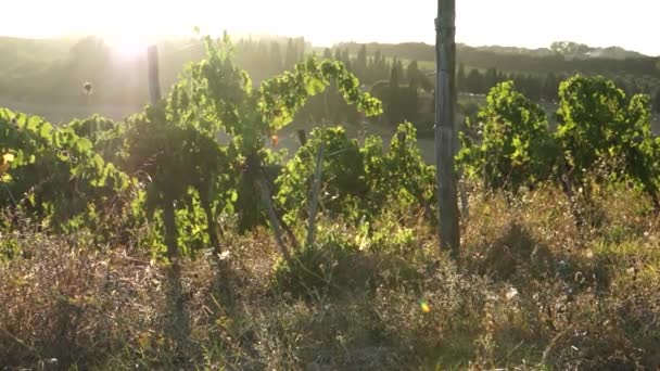 Toscanas vingårdar i Italien — Stockvideo