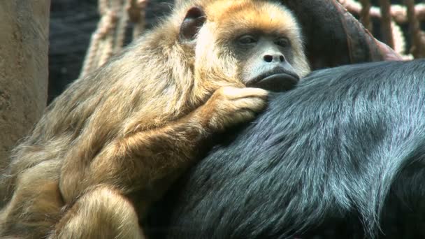 Dos monos aulladores descansan — Vídeo de stock