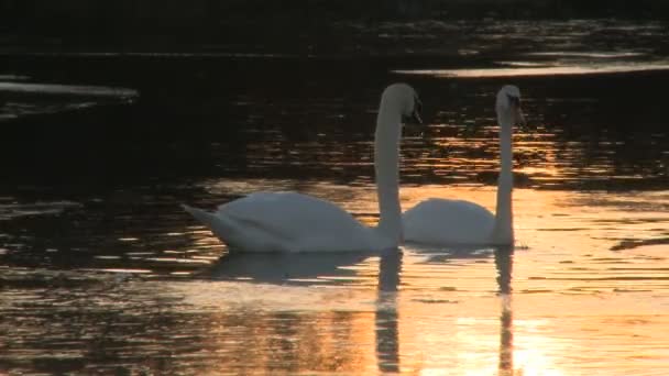 Cisnes flutuam em torno de uma lagoa — Vídeo de Stock