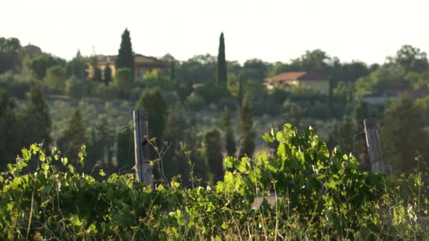 Toskanische Weinberge in Italien — Stockvideo