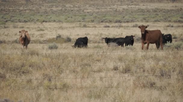 Bovins de plein air dans le désert 