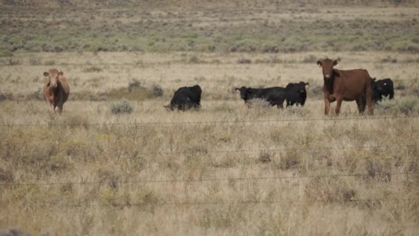 Free Range Cattle in the Desert — Stock Video