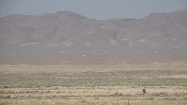 Gado de alcance livre no deserto — Vídeo de Stock