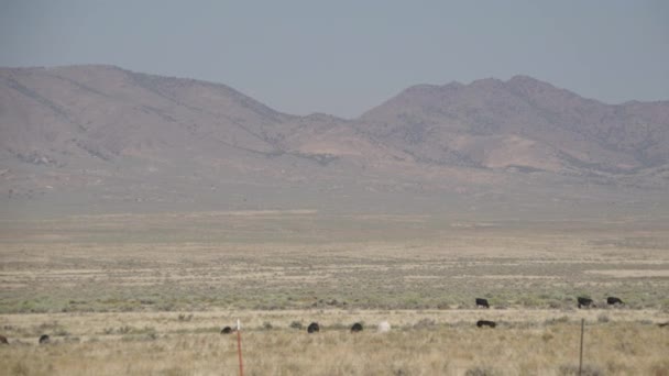 Bovins de plein air dans le désert — Video