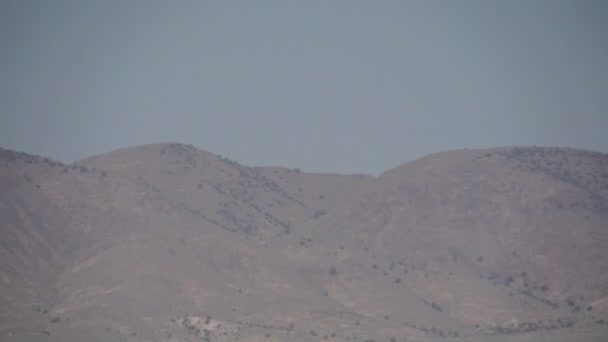 Free Range Ganado en el desierto — Vídeos de Stock