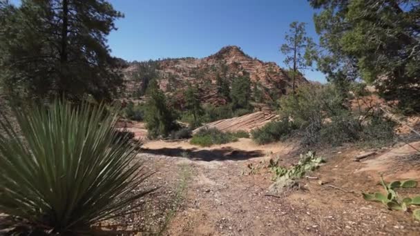 Guindaste disparou no Parque Nacional de Zion — Vídeo de Stock