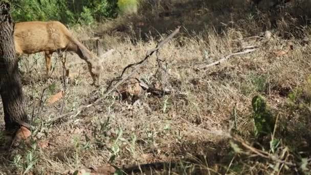 Βόσκηση στο εθνικό πάρκο Zion ελάφια — Αρχείο Βίντεο