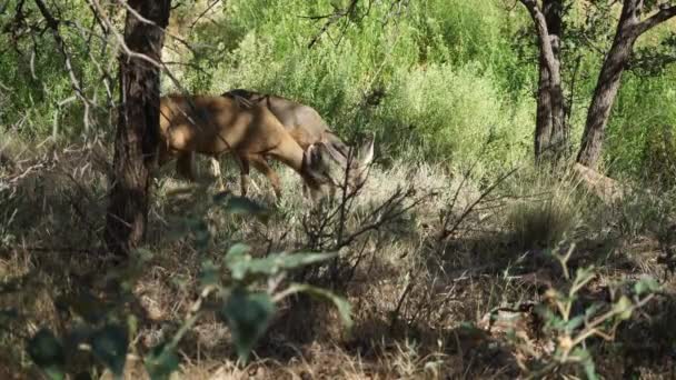 Grazing de ciervos en el Parque Nacional de Zion — Vídeos de Stock