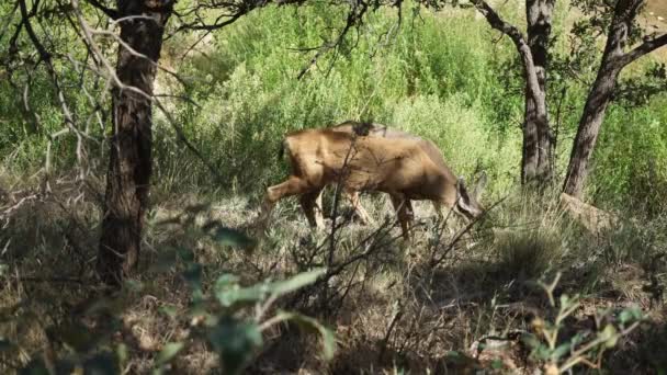 Grazing de ciervos en el Parque Nacional de Zion — Vídeos de Stock
