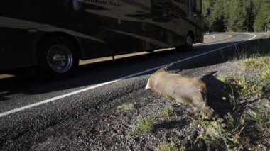 bir wilderness yol kenarında ölü geyik