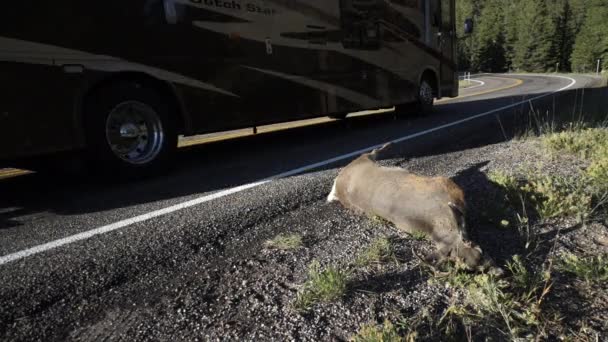 Dode herten langs de kant van de weg van een wildernis — Stockvideo