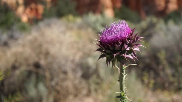 Bogáncs virágzik a Zion Nemzeti Park — Stock videók