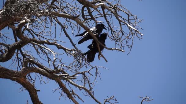 两个乌鸦在锡安国家公园 — 图库视频影像
