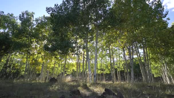 Floresta Árvore de Aspen com Sun Lensflare — Vídeo de Stock