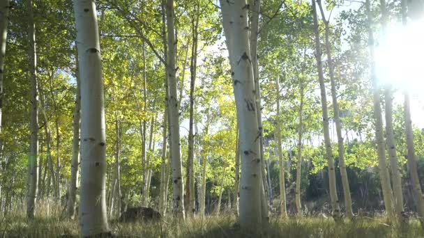 太陽 Lensflare とアスペンの木の森 — ストック動画
