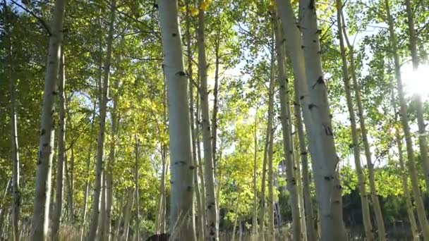 Aspen Tree Forest con Sun Lensflare — Video Stock