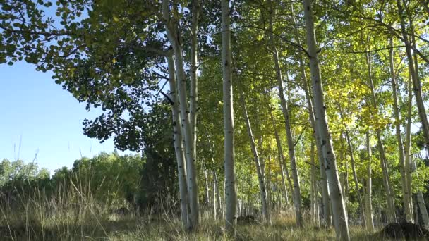 Aspen träd skog med Sun Lensflare — Stockvideo